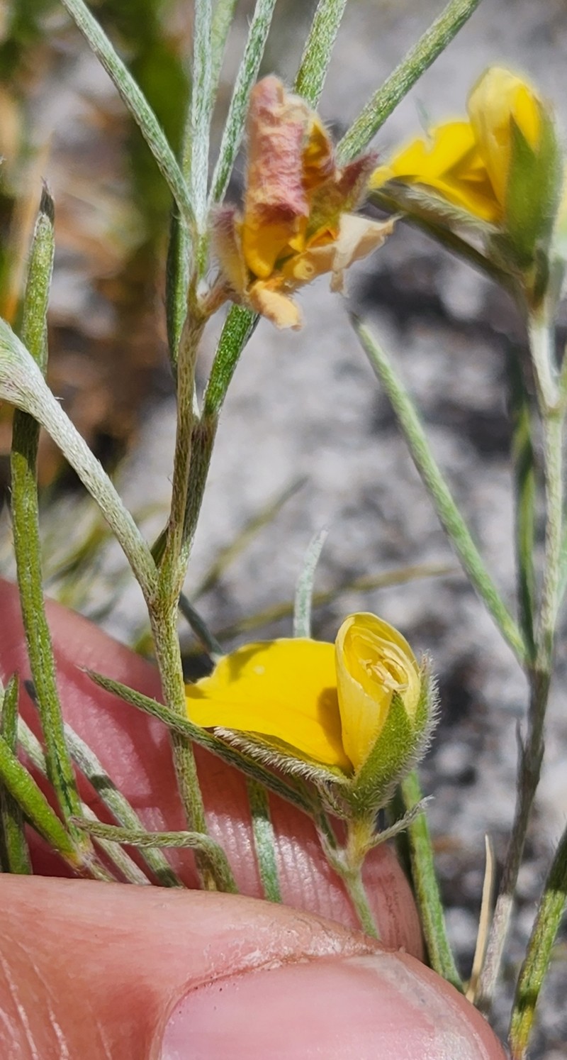 Argyrolobium filifolia photo 6