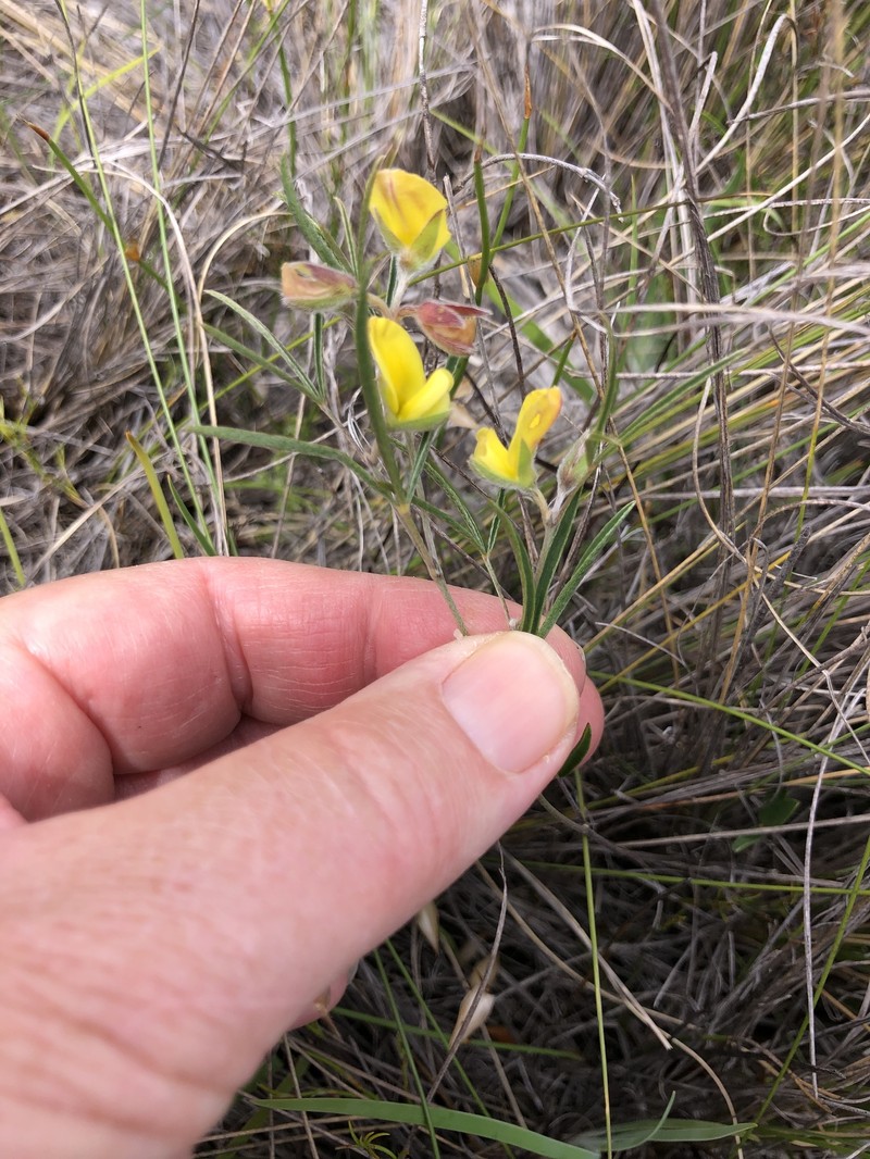 Argyrolobium filifolia photo 7