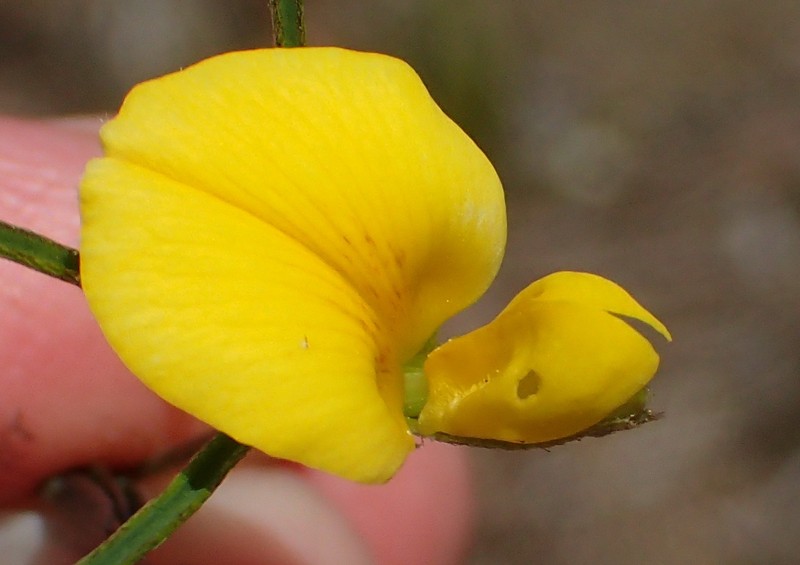 Argyrolobium filifolia photo 8