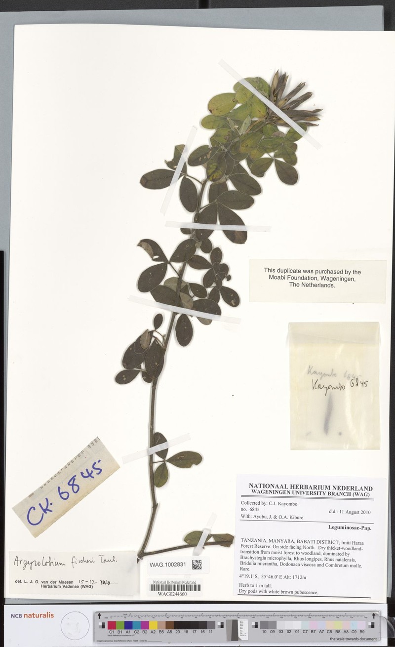 Argyrolobium fischeri