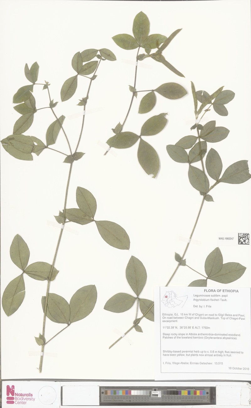 Argyrolobium fischeri photo 2