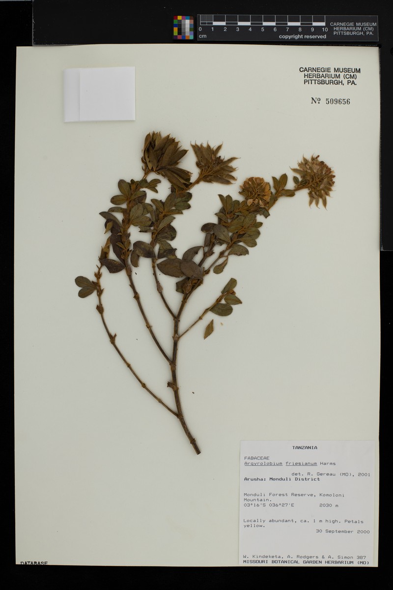 Argyrolobium friesianum