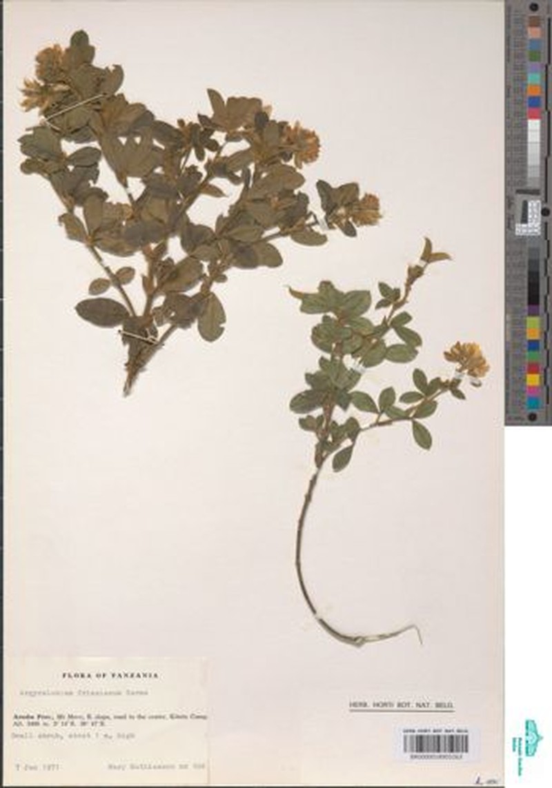 Argyrolobium friesianum photo 2