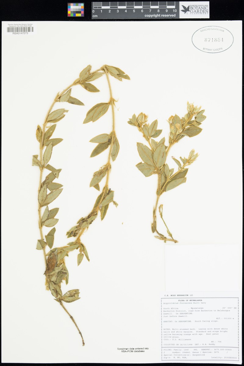 Argyrolobium frutescens photo 2