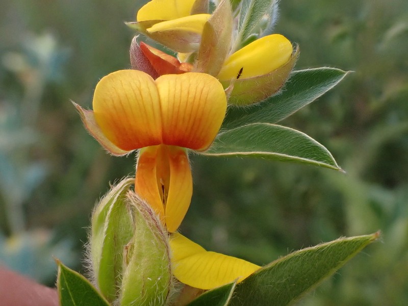 Argyrolobium frutescens photo 3