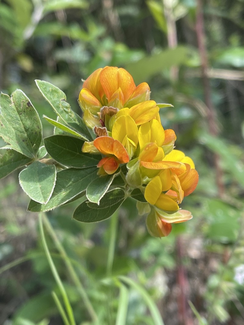 Argyrolobium frutescens photo 5