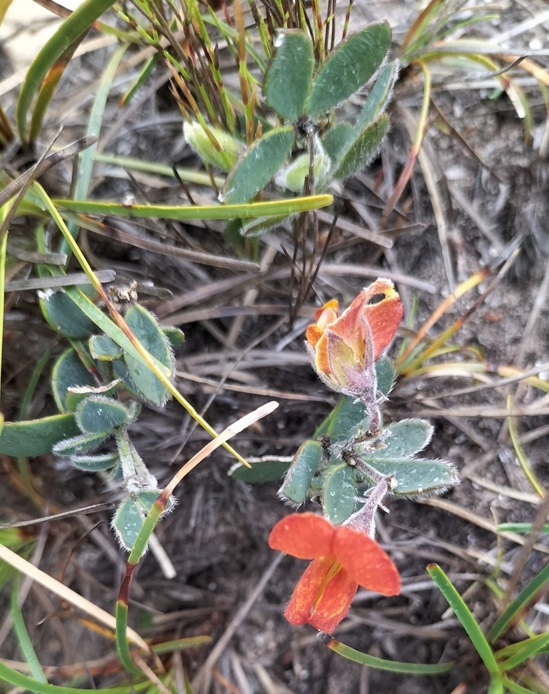 Argyrolobium harmsianum
