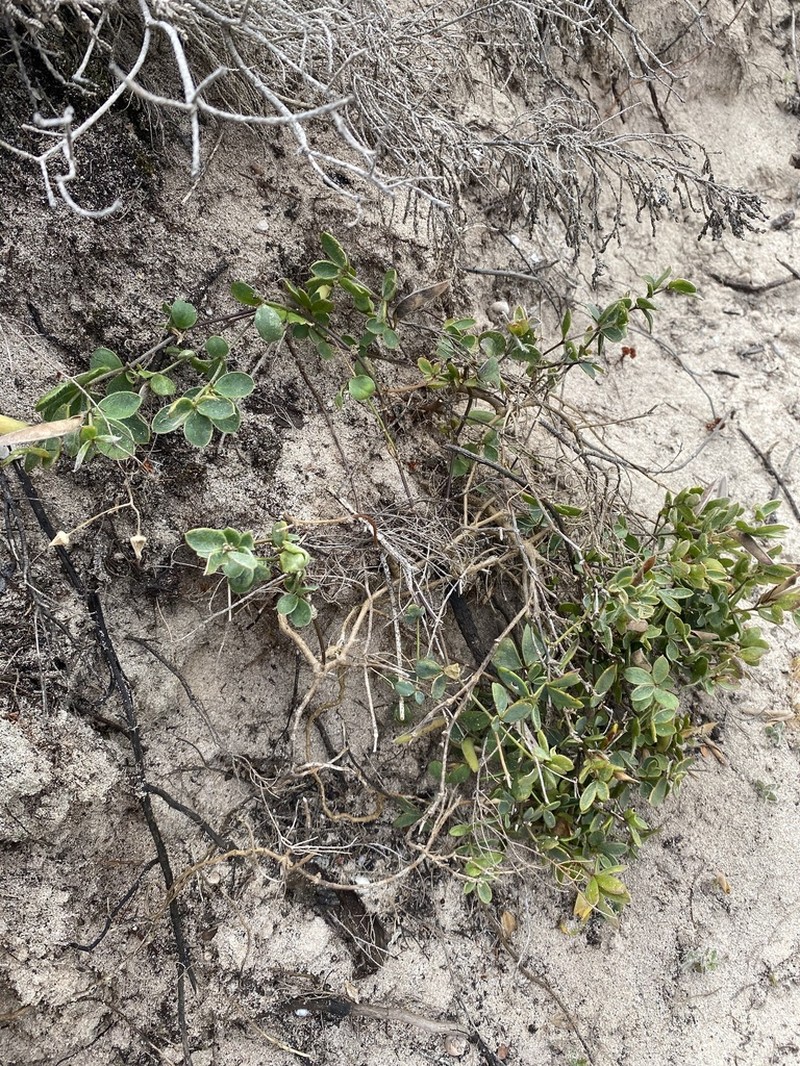 Argyrolobium harmsianum photo 2