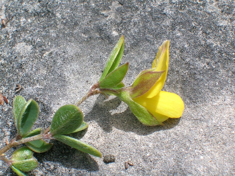 Argyrolobium harmsianum photo 3
