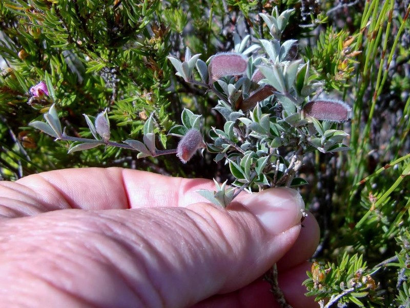 Argyrolobium harmsianum photo 4