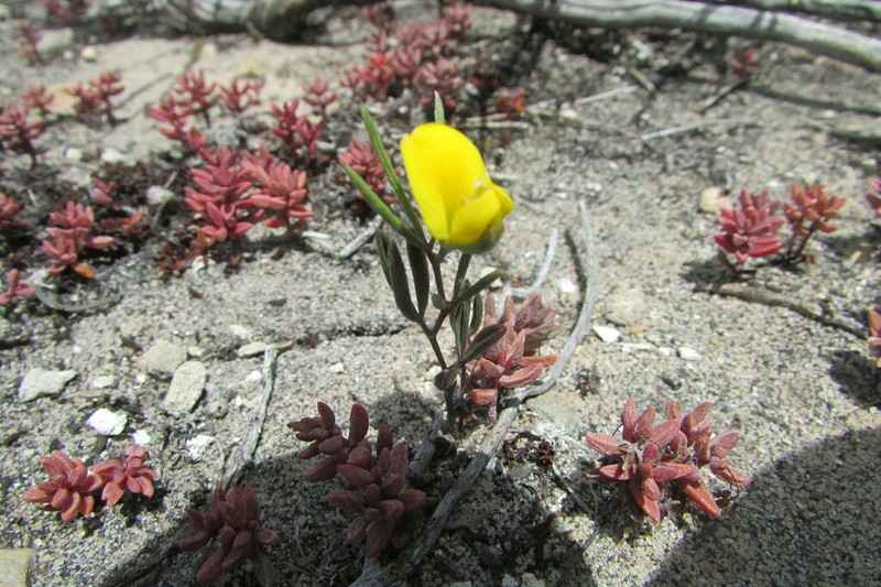 Argyrolobium harmsianum photo 5