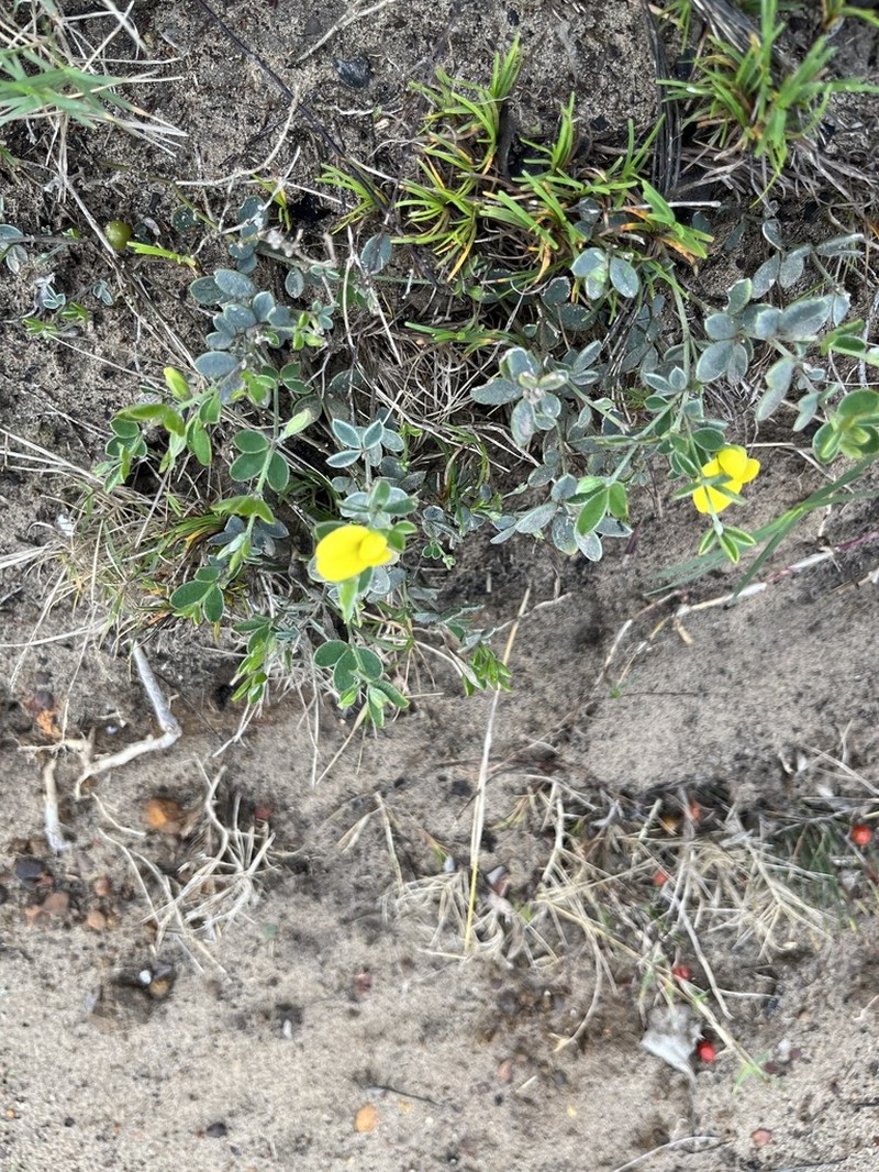 Argyrolobium harmsianum photo 6