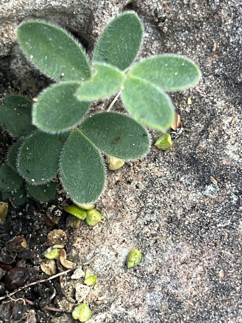 Argyrolobium harmsianum photo 7