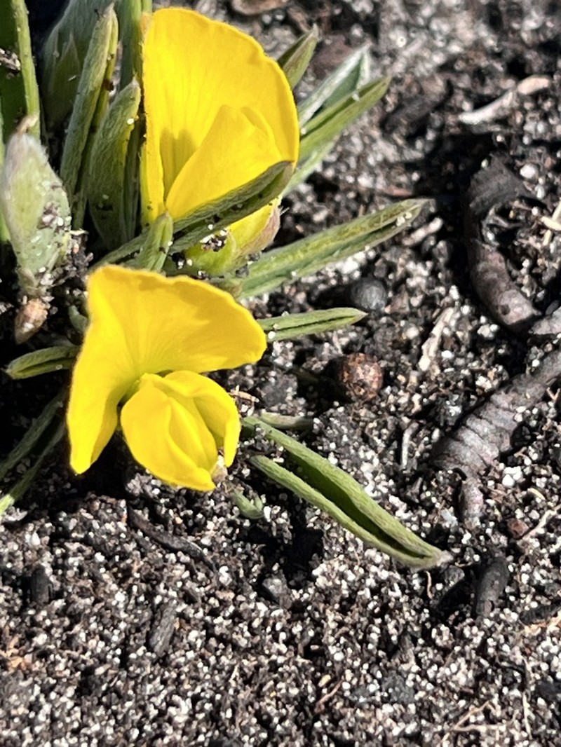 Argyrolobium harmsianum photo 8