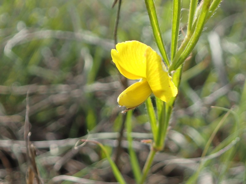 Argyrolobium harveyanum