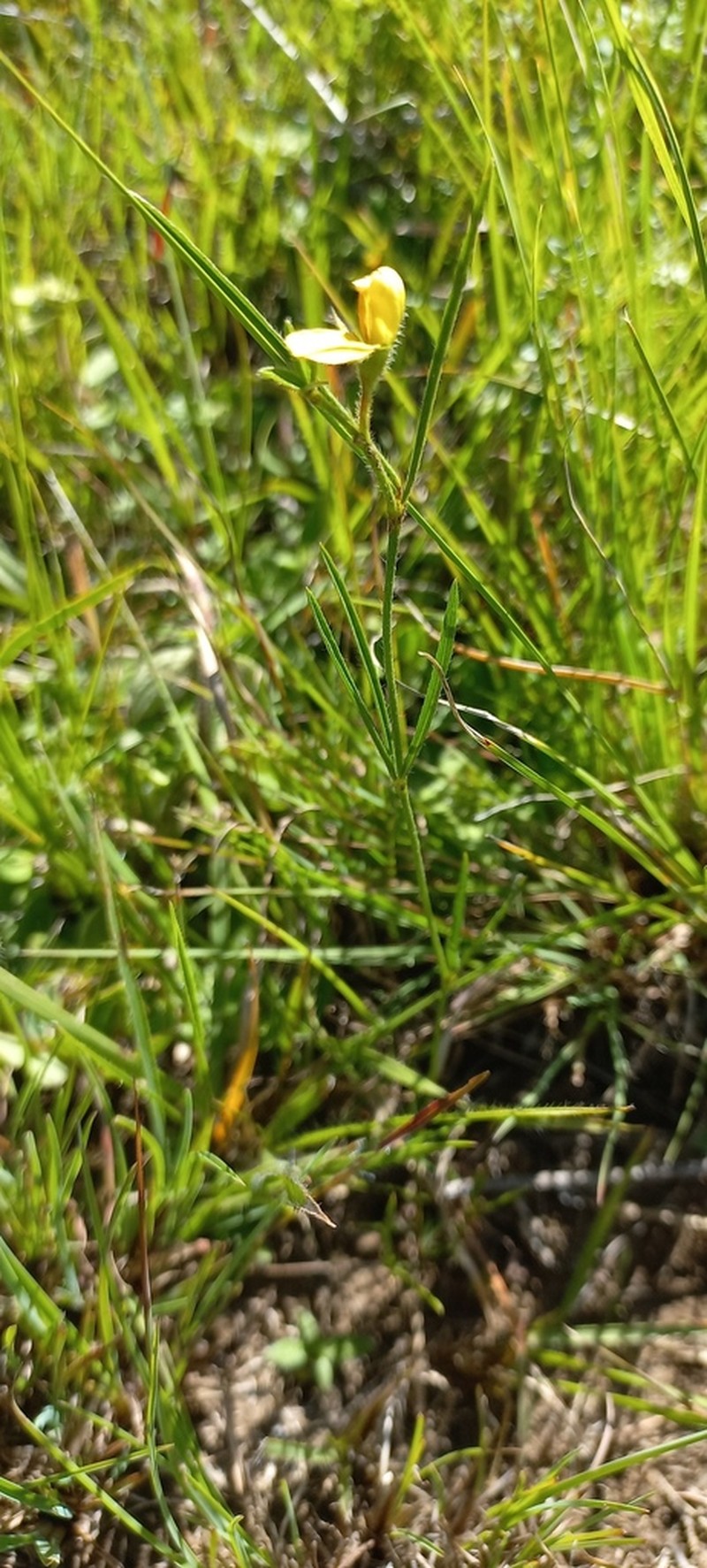 Argyrolobium harveyanum photo 2