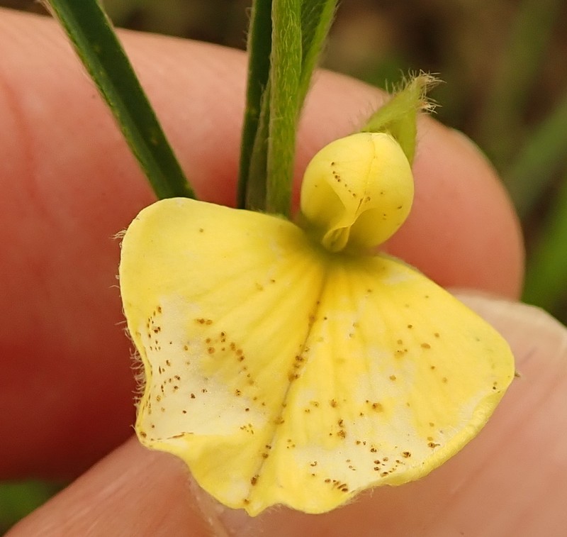 Argyrolobium harveyanum photo 3