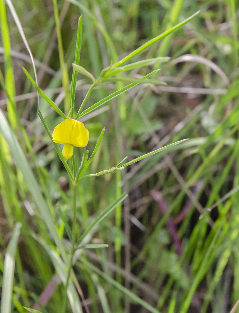 Argyrolobium harveyanum photo 4