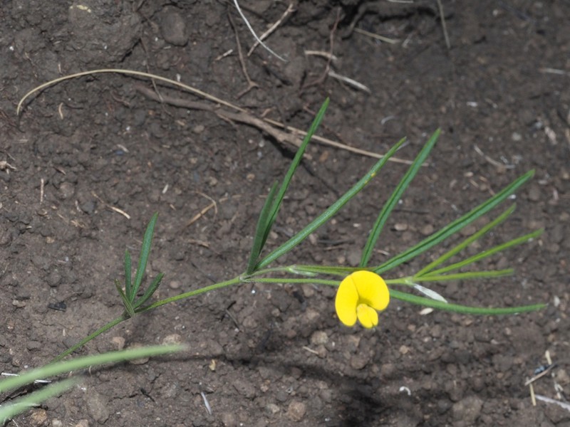 Argyrolobium harveyanum photo 5