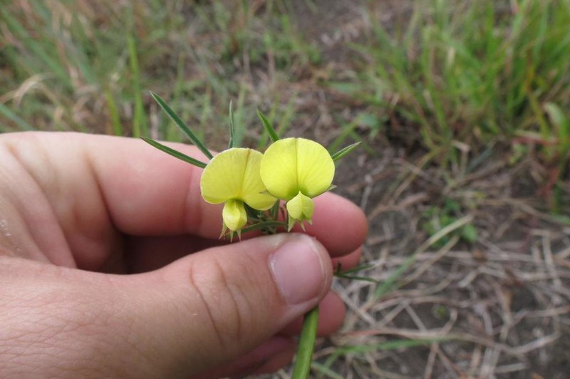 Argyrolobium harveyanum photo 7