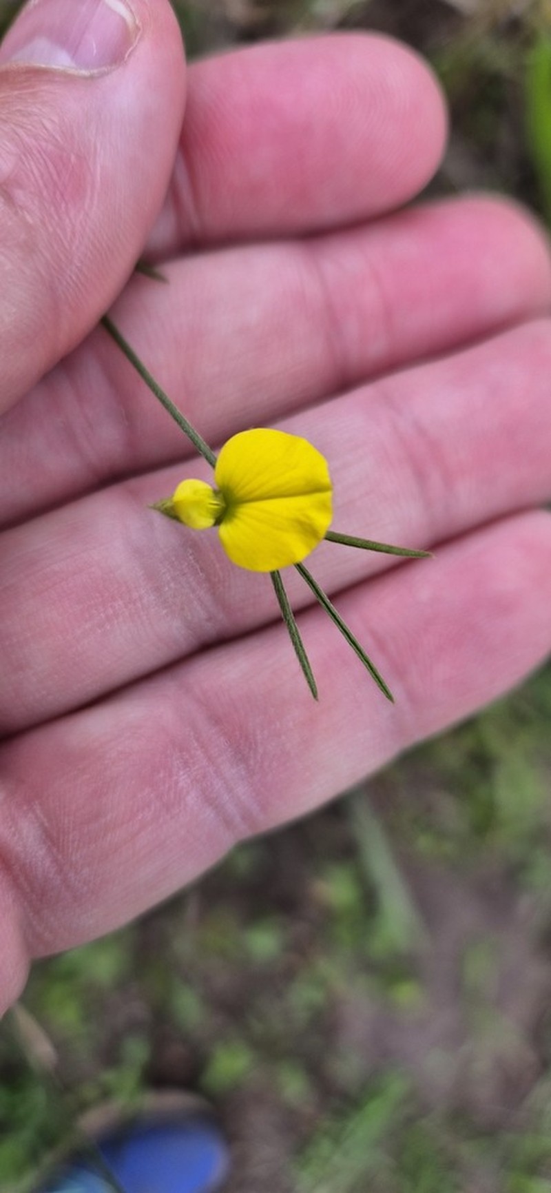 Argyrolobium harveyanum photo 8