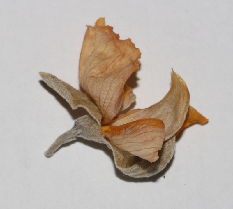 Argyrolobium incanum photo 4