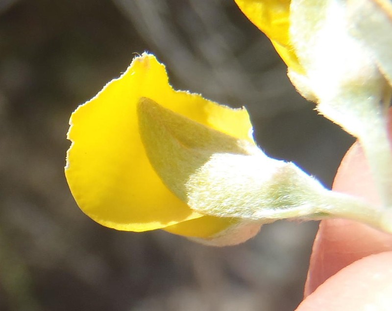 Argyrolobium incanum photo 8