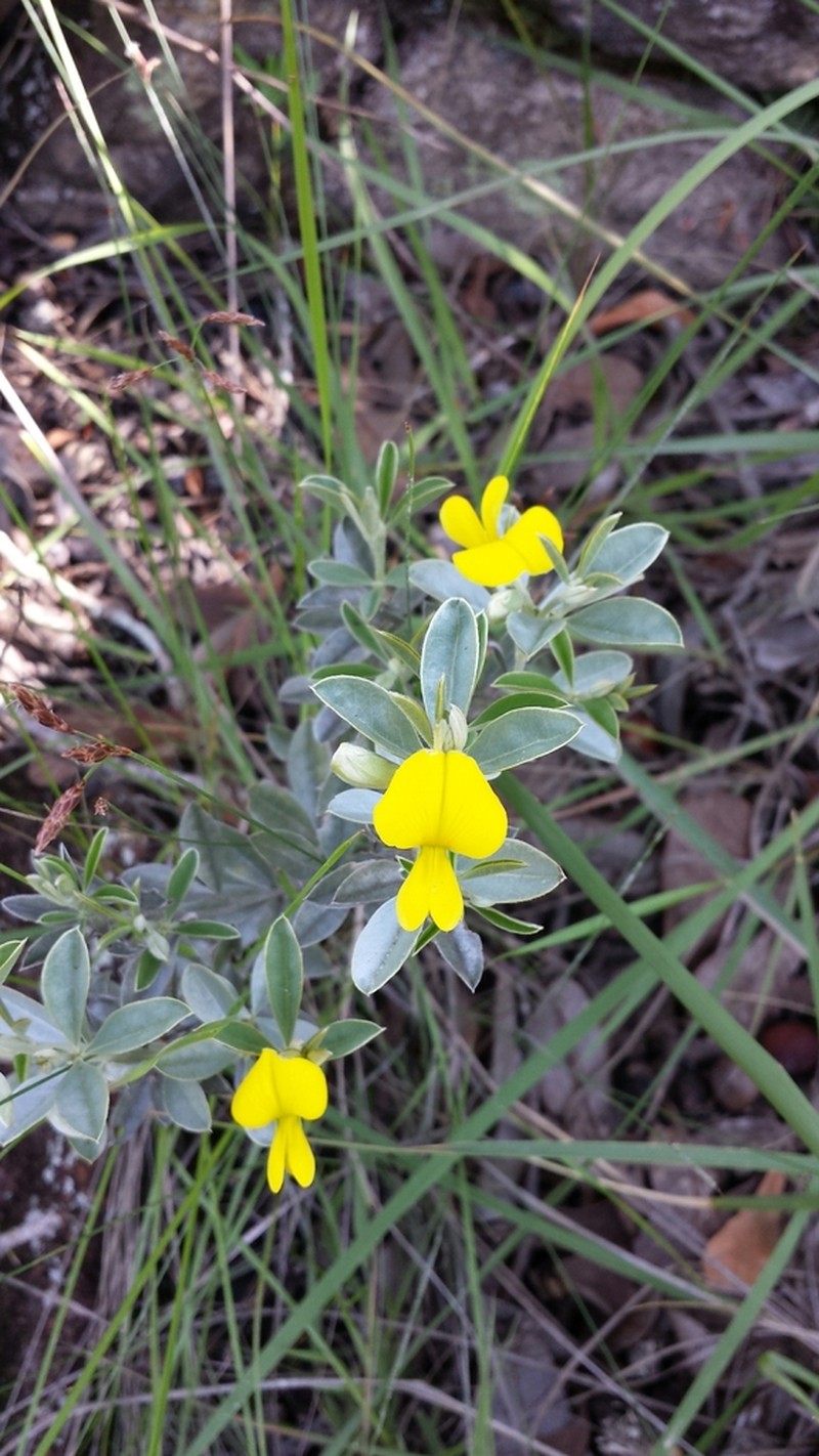 Argyrolobium itremoense