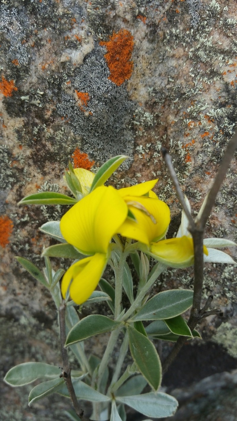 Argyrolobium itremoense photo 2
