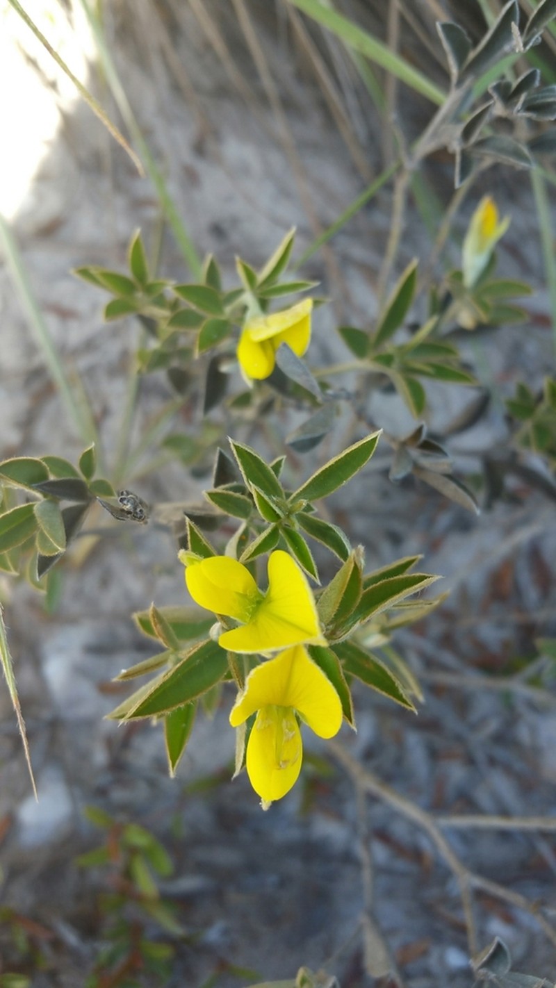 Argyrolobium itremoense photo 4