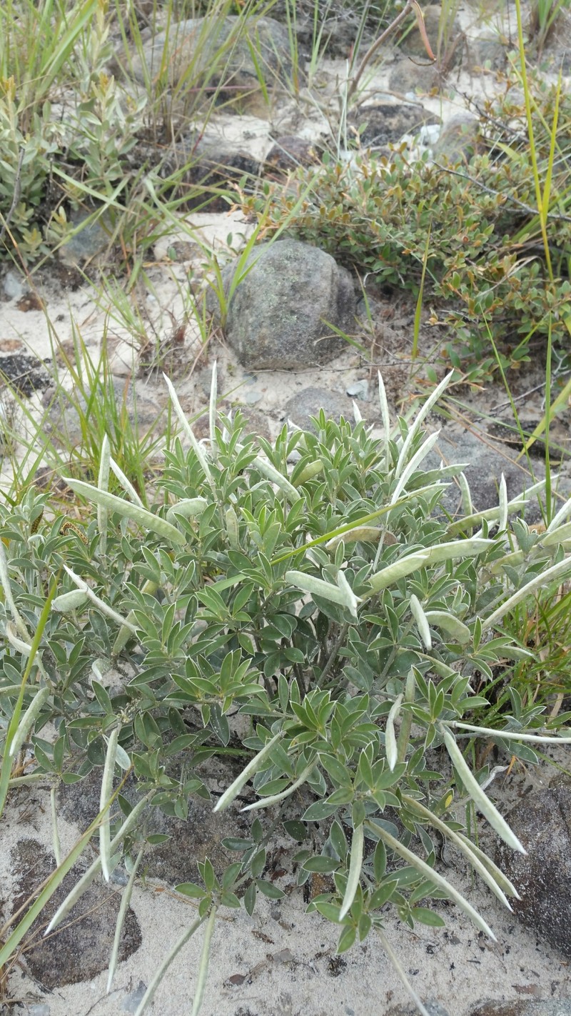 Argyrolobium itremoense photo 6