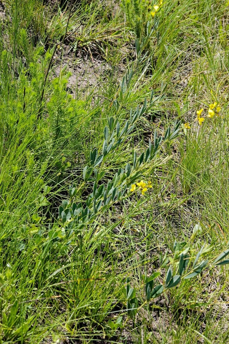 Argyrolobium longifolium