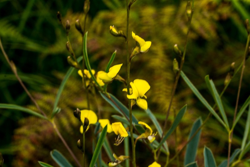 Argyrolobium longifolium photo 2