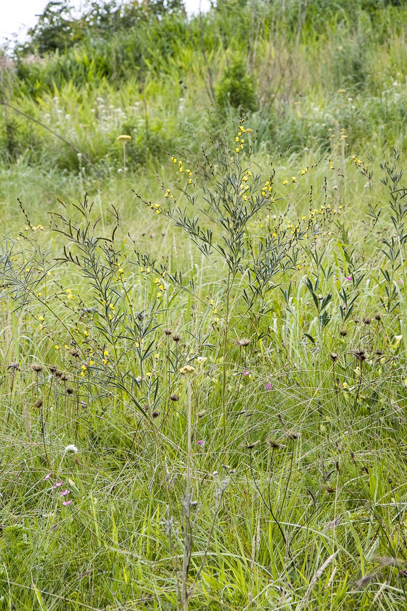 Argyrolobium longifolium photo 3