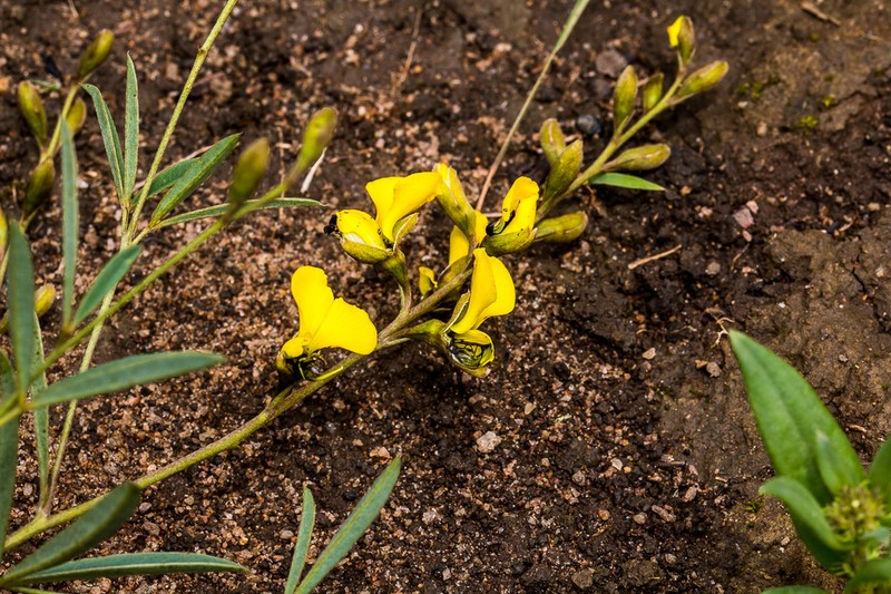 Argyrolobium longifolium photo 4
