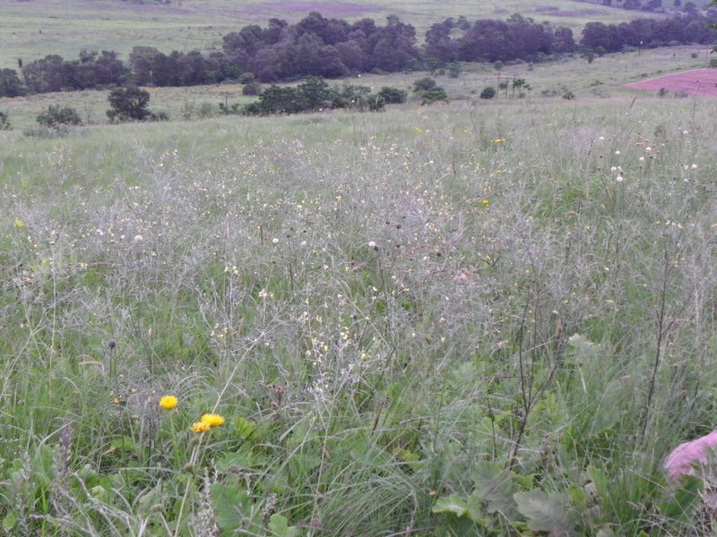 Argyrolobium longifolium photo 5