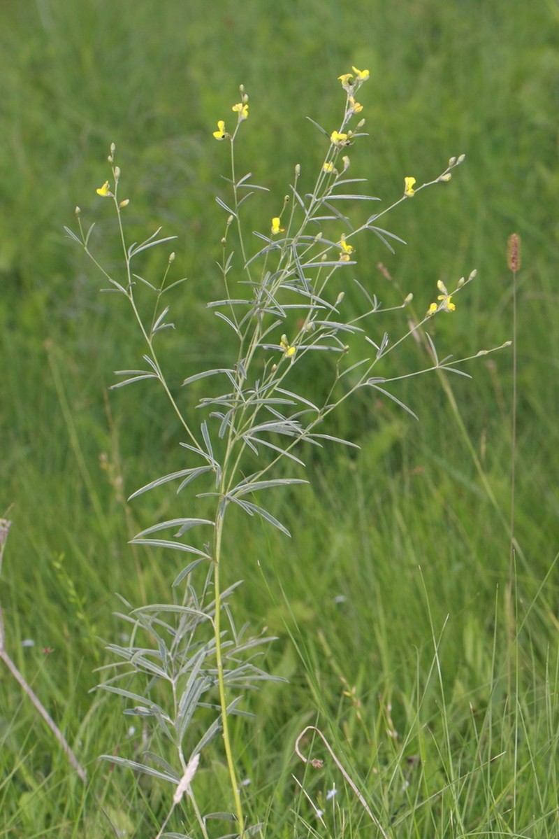 Argyrolobium longifolium photo 6