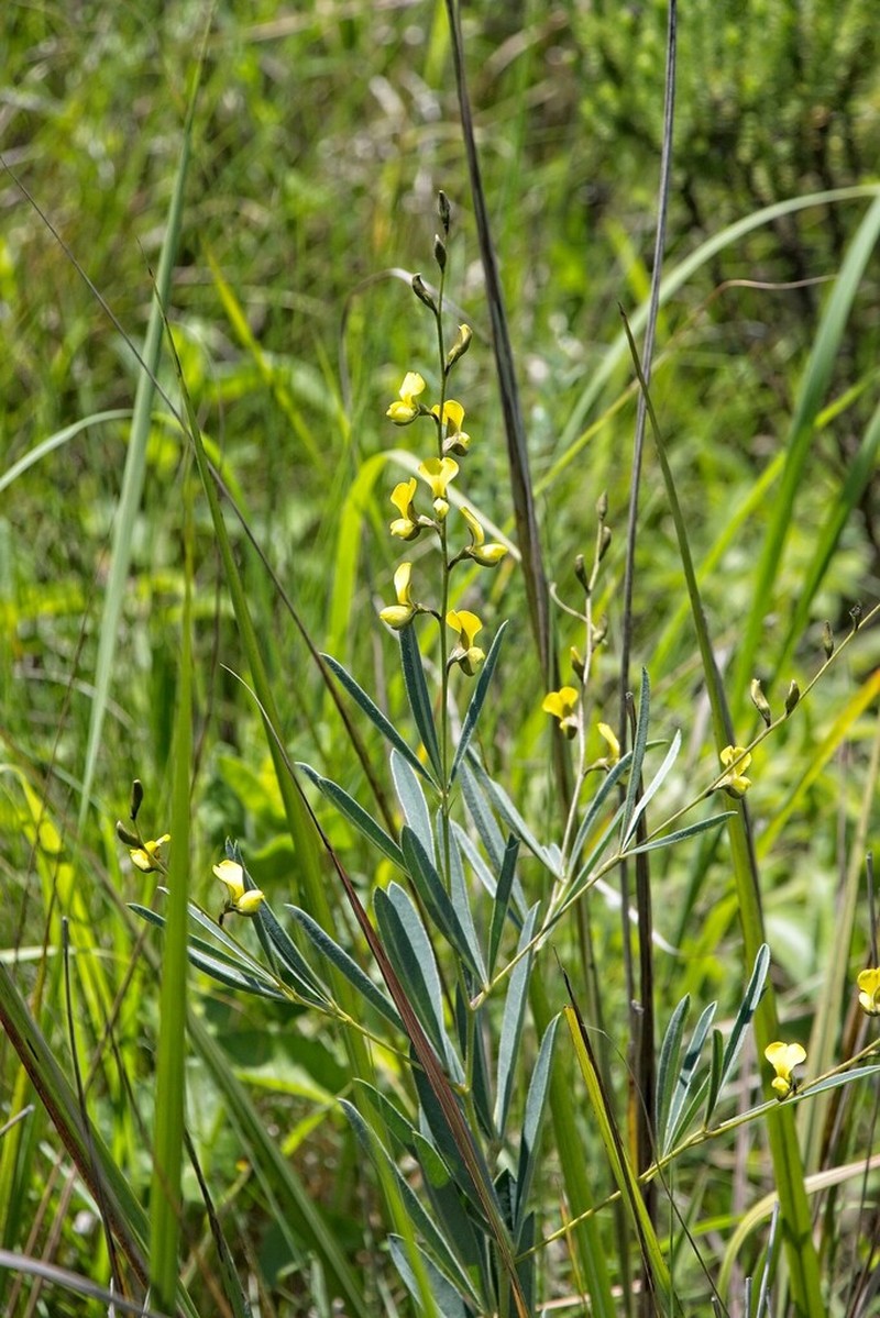 Argyrolobium longifolium photo 7