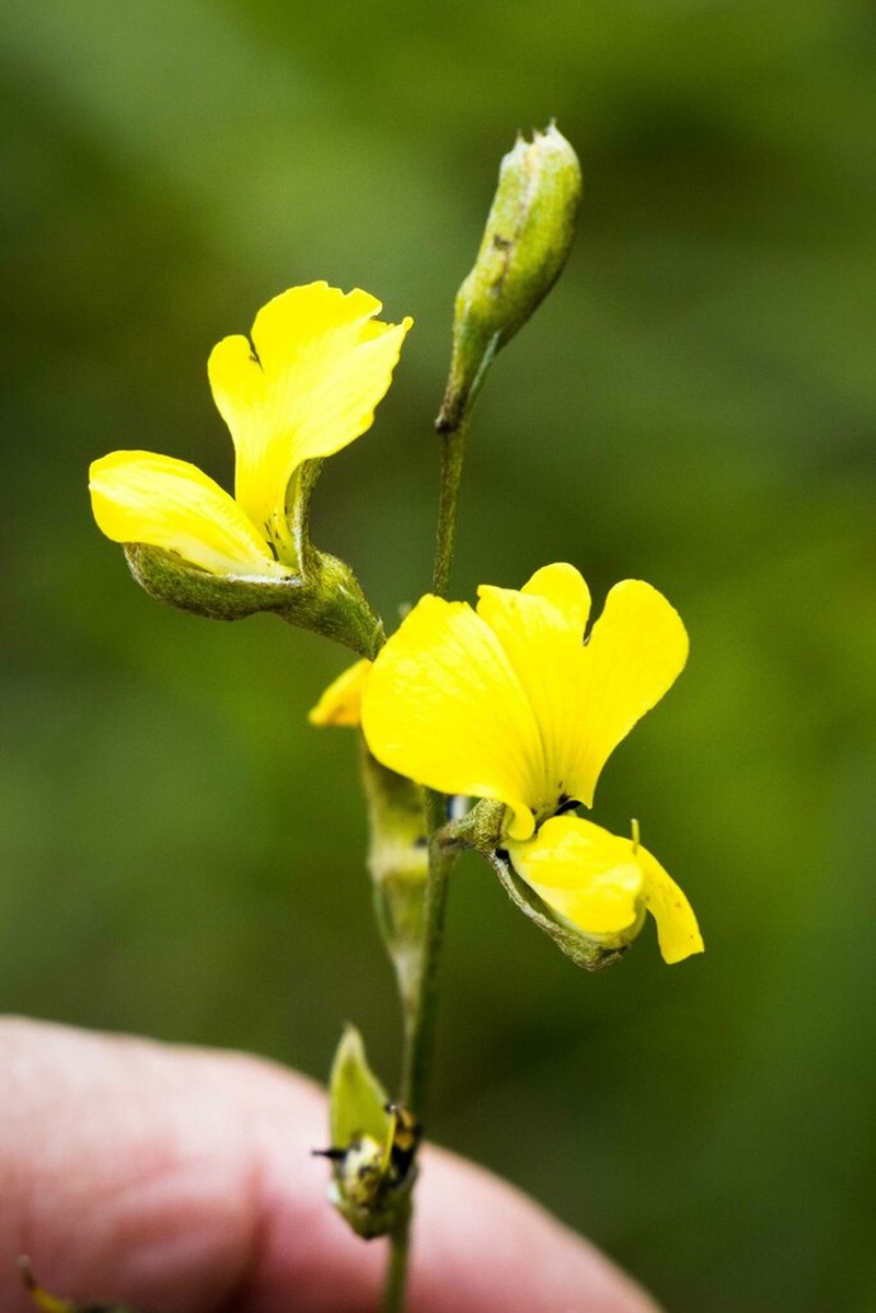 Argyrolobium longifolium photo 8