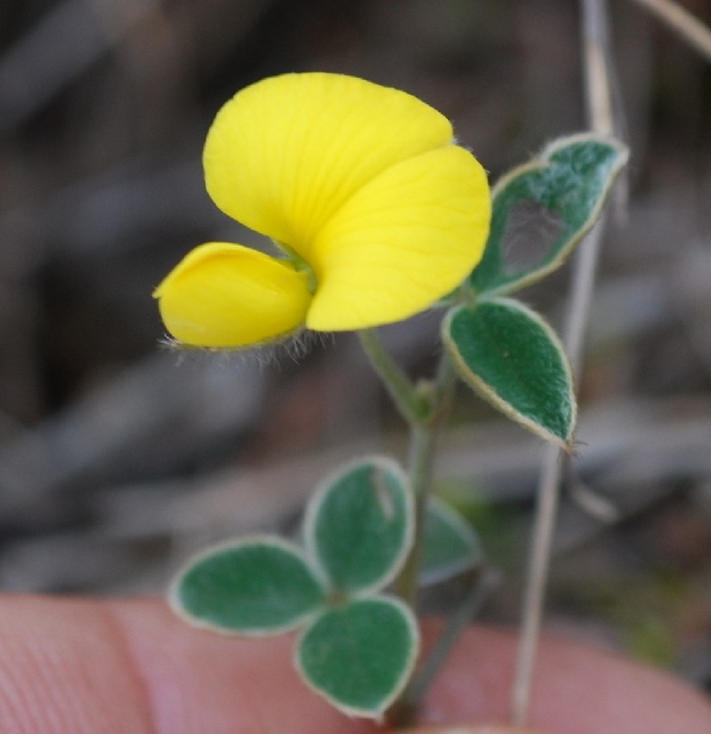 Argyrolobium lotoides photo 3