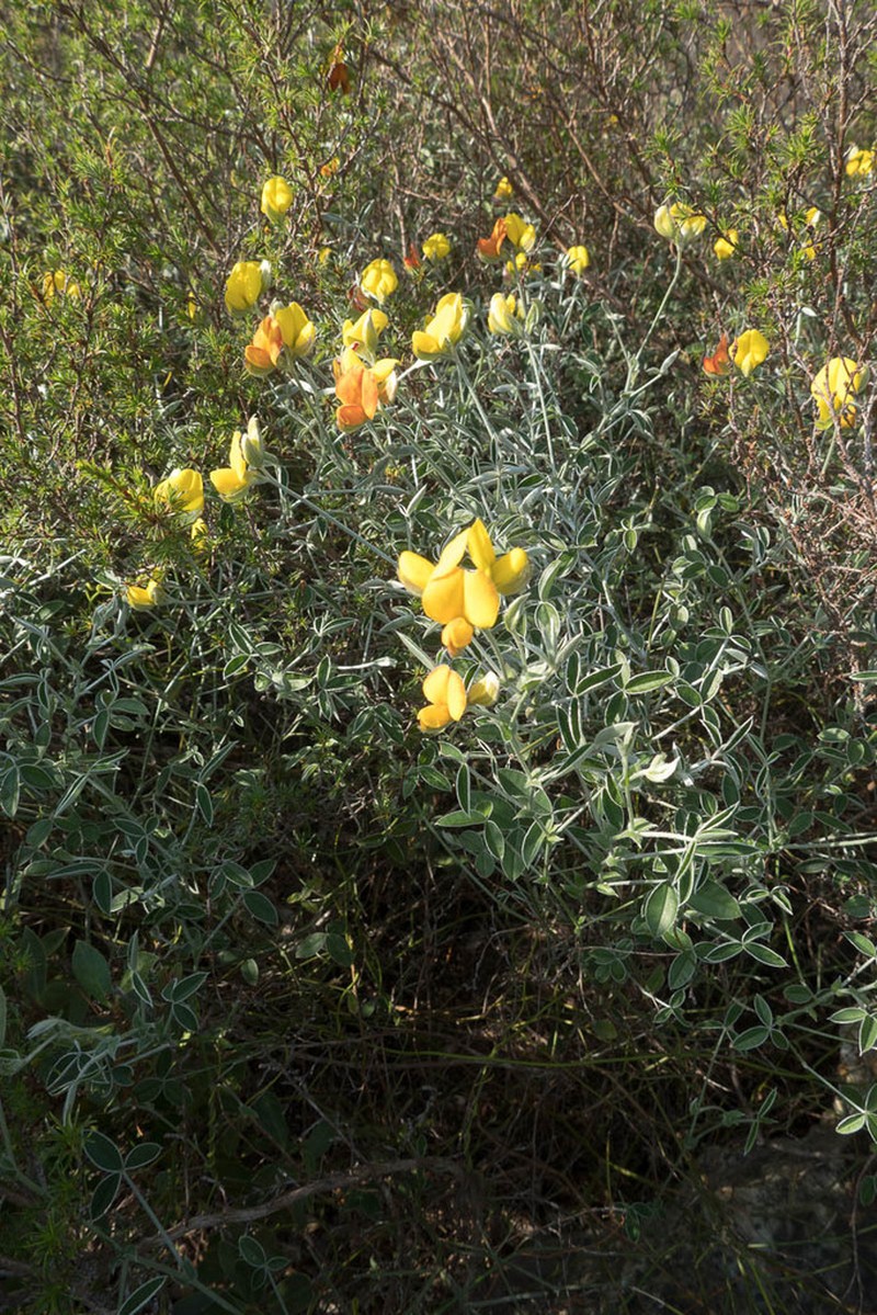 Argyrolobium lunare