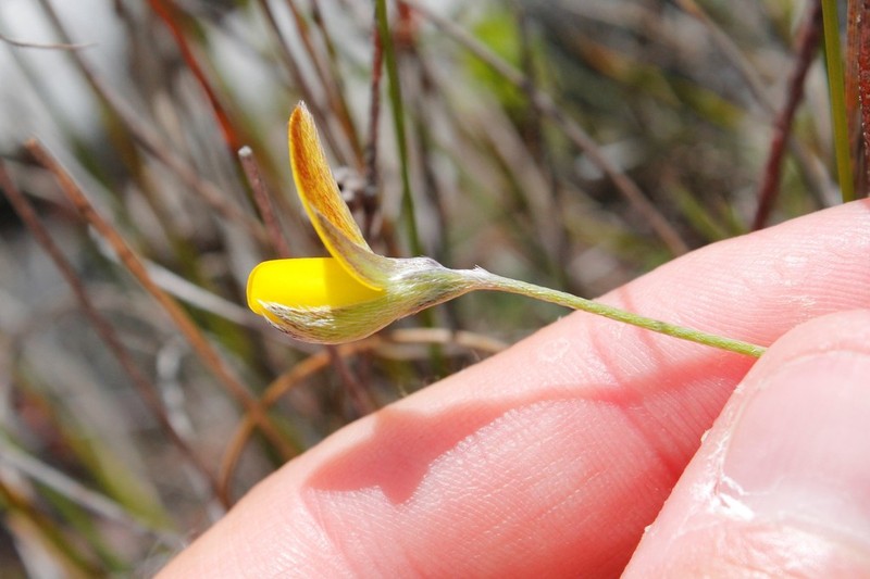 Argyrolobium lunare photo 4