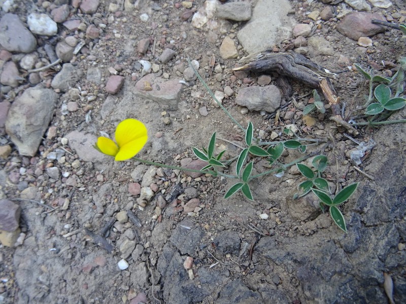 Argyrolobium lunare photo 5