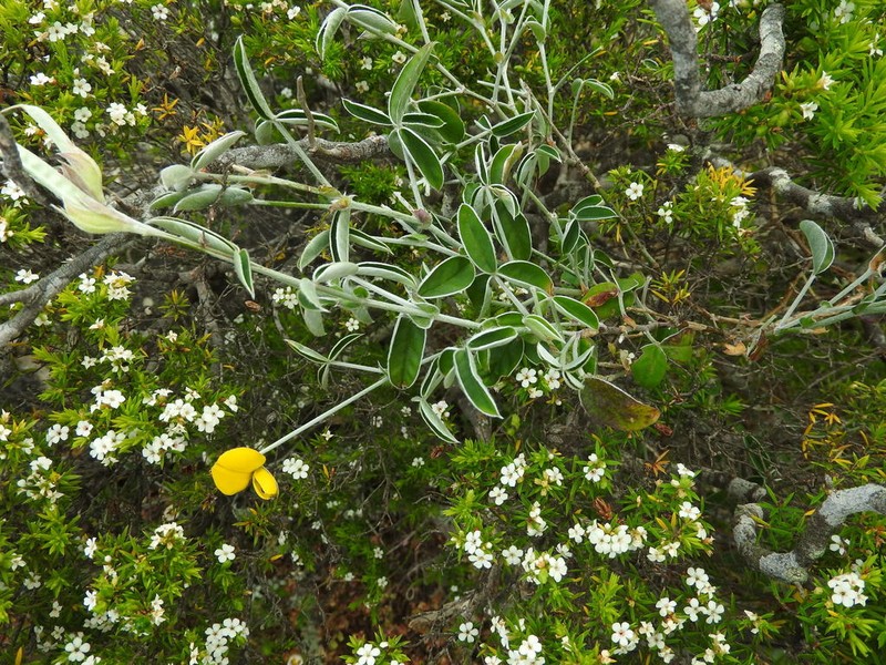Argyrolobium lunare photo 7