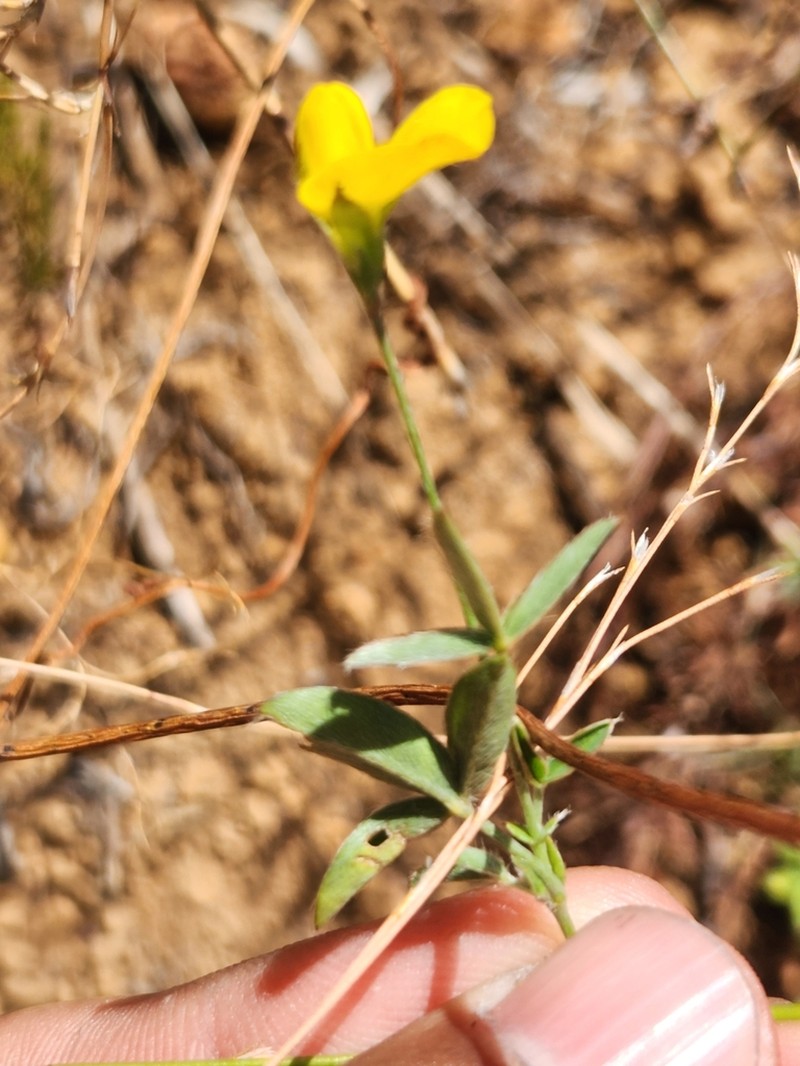 Argyrolobium lunare photo 8