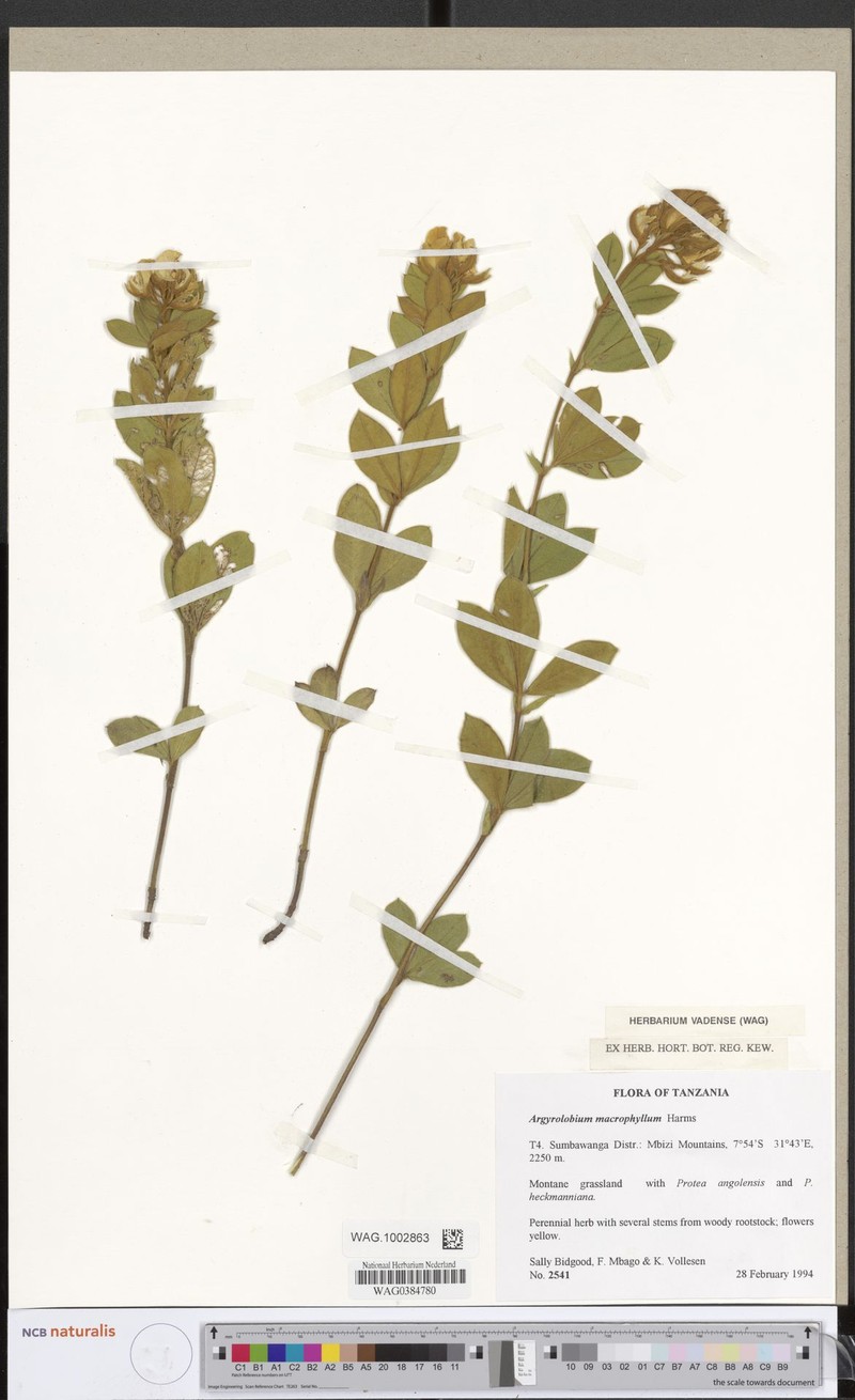 Argyrolobium macrophyllum