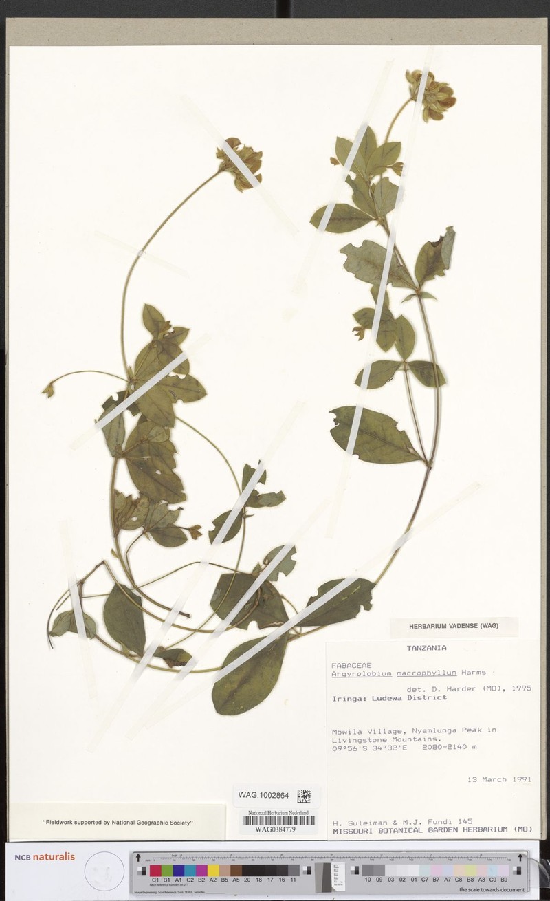 Argyrolobium macrophyllum photo 2