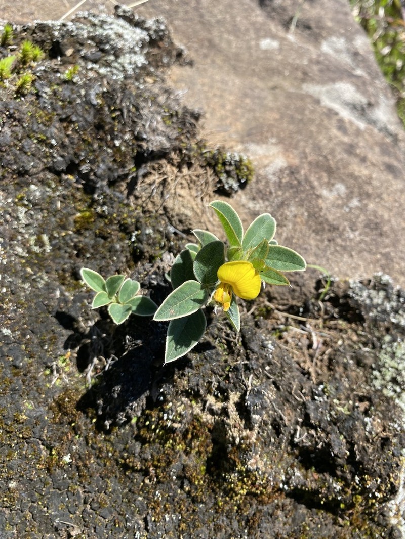 Argyrolobium marginatum