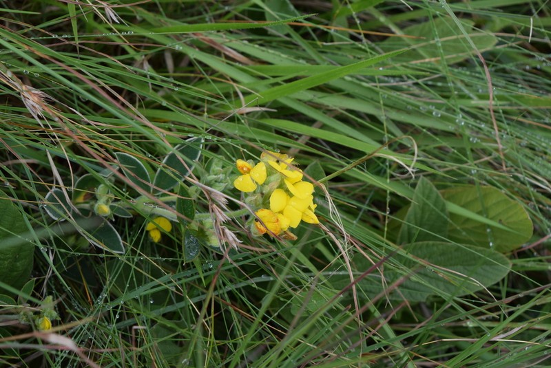 Argyrolobium marginatum photo 2
