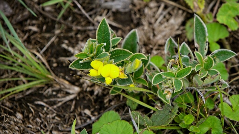 Argyrolobium marginatum photo 3